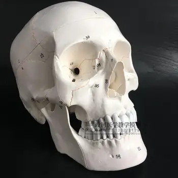 Медицински модел на черепа на човека 1: 1, модел на разделянето на функциите на неврологични черепа с цифров номер