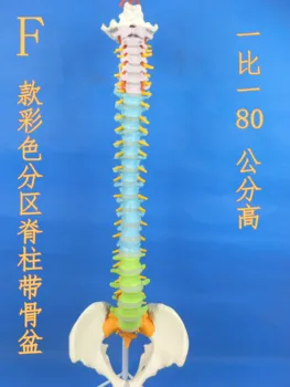 Модел на гръбначния стълб на човека 1: 1 модел на гръбначния стълб с таза глава, спинномозговым нервом и межпозвоночным диск